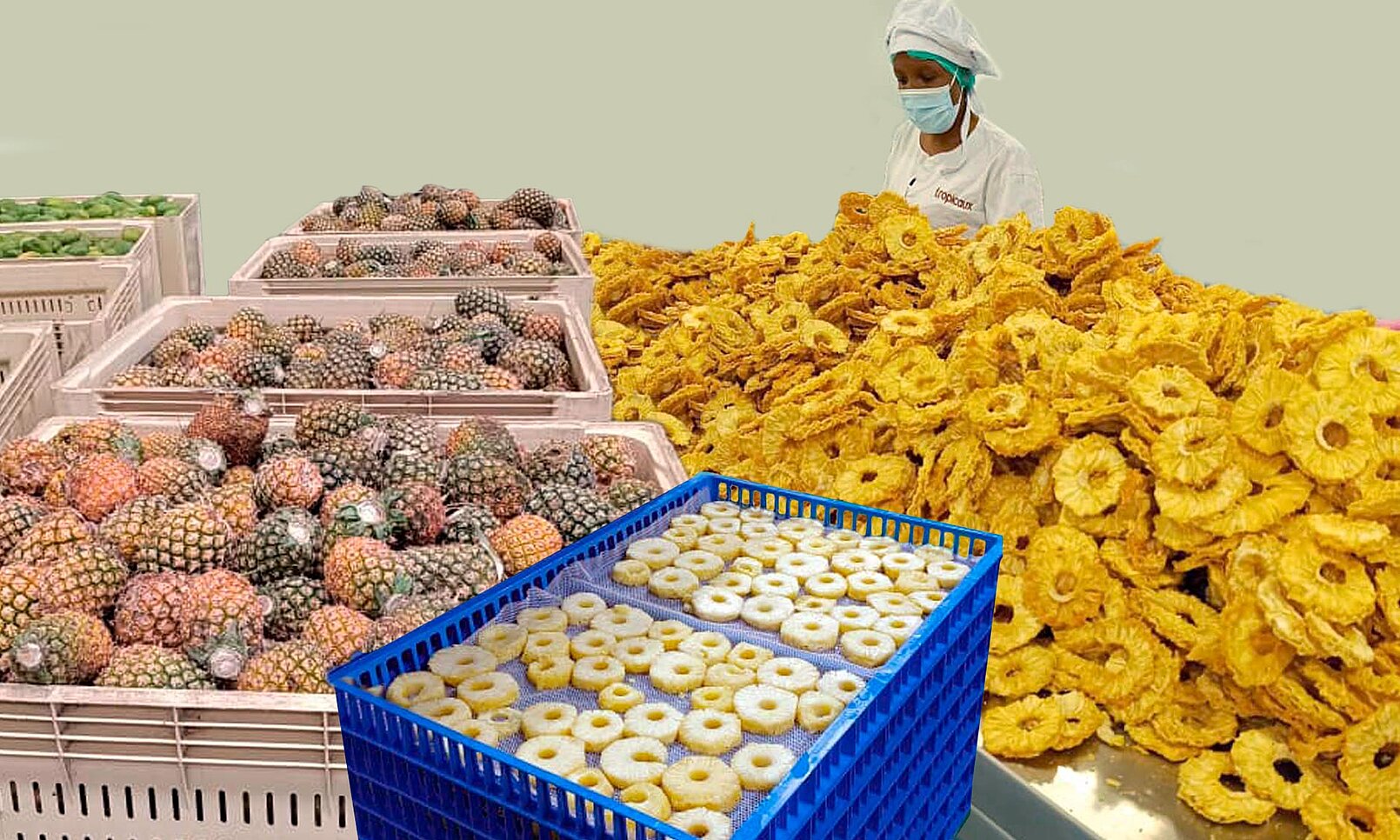 Lokale Ananas, globale Märkte: Tropicaux setzt auf KRONEN-Maschinen