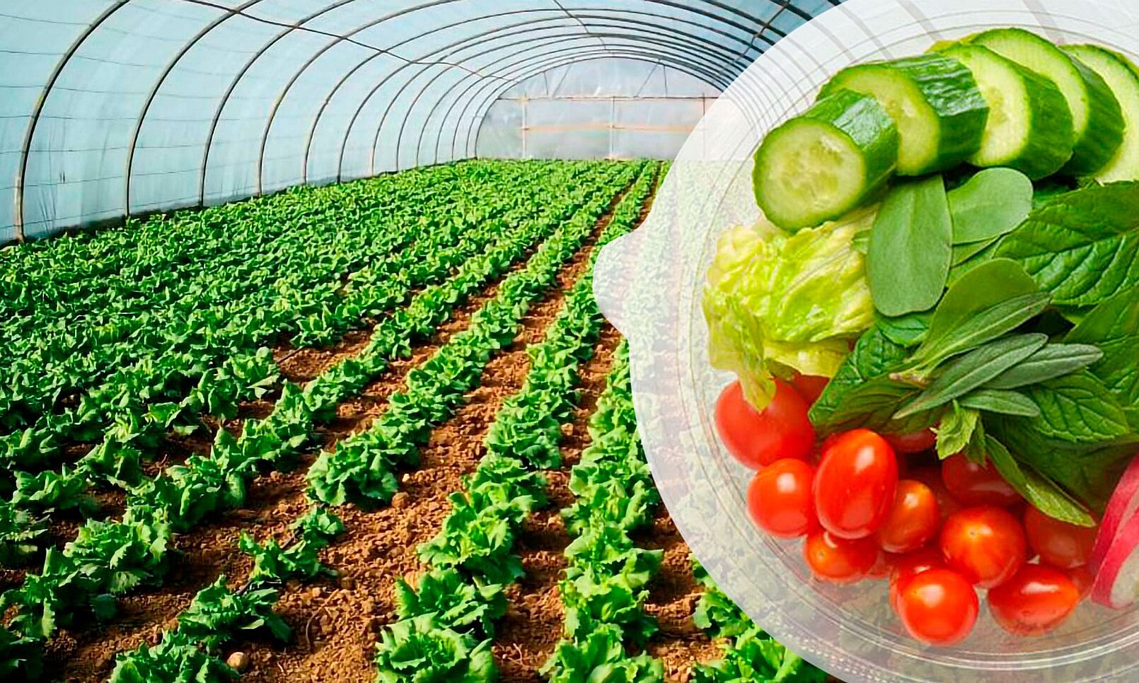 Agrifresh produziert frisches Schnittgemüse mit KRONEN-Technologie